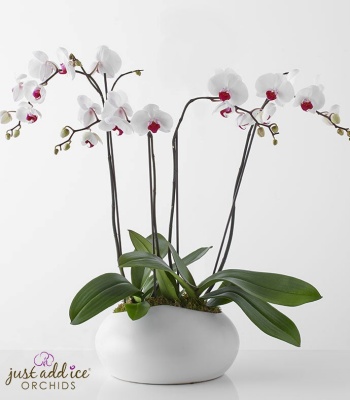 Simply Elegant Orchid Garden