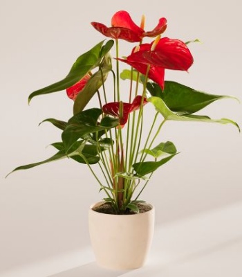 Small Flamingo Flower Indoor Plant