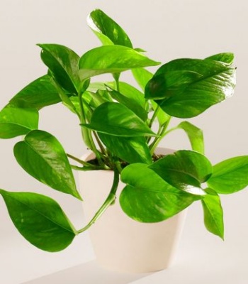 Small Golden Pothos Indoor Plant