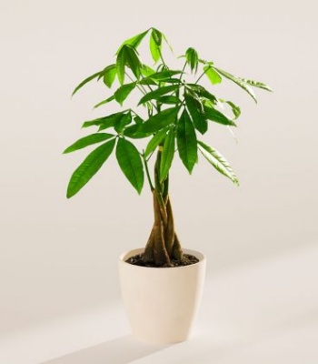 Small Money Tree Indoor Plant