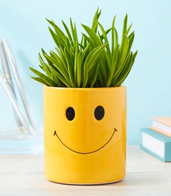 Smiley Succulent