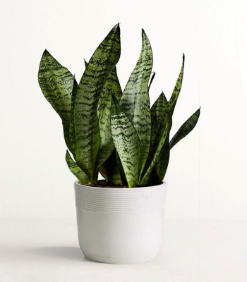 Snake Plant