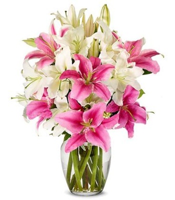 Stunning Pink and White Mother's Day Lilies