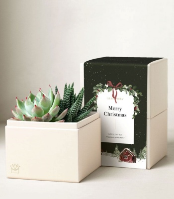 Succulent Garden - Christmas