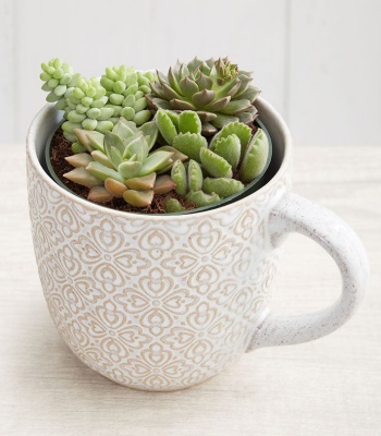 Succulent Garden in Artisan Mug