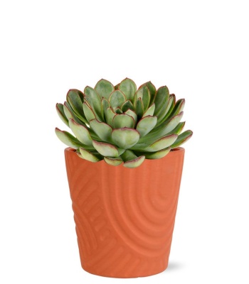 Succulent Plant in Terra Cotta Pot
