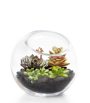 Succulent Terrarium