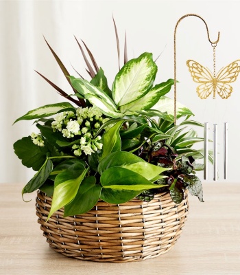 Sympathy Butterfly Dish Garden