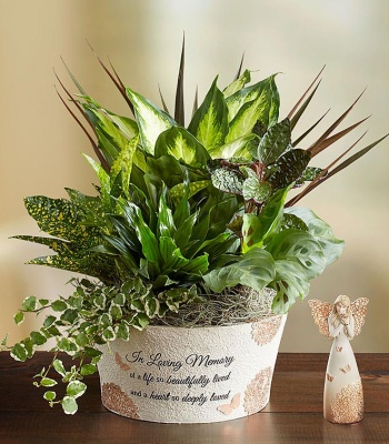 Sympathy Dish Garden with Butterflies