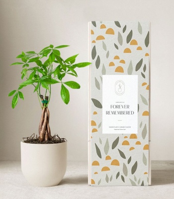 Sympathy Money Tree Plant