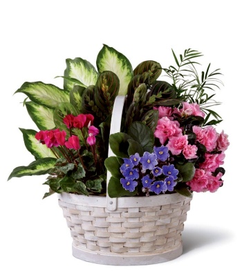 Sympathy Plant Arrangement  Cyclamen, Azalea & African Violets in Basket