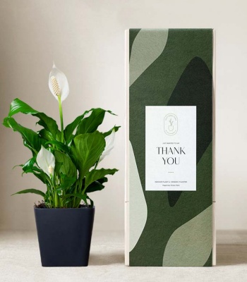 Thank You Peace Lily