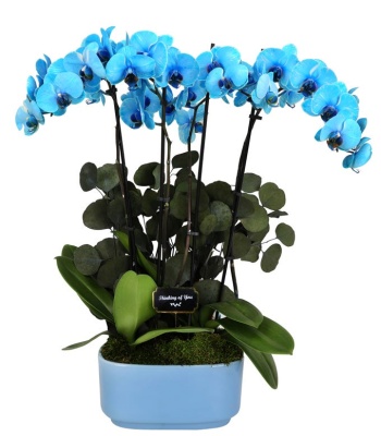 Thinking Of You Blue Orchid Plant