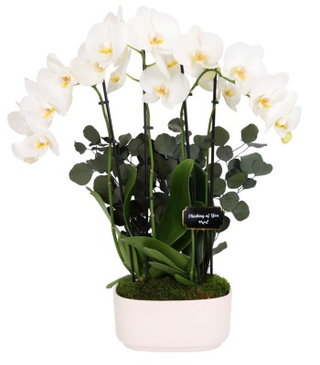 Thinking Of You White Orchid Plant
