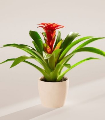 Tropical Delight Guzmania Bromeliad