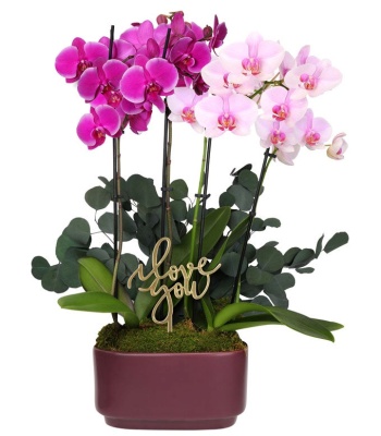 Valentine's Day Bloom Orchids