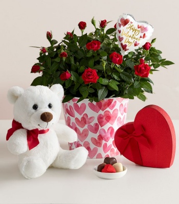 Valentine's Day Red Rose Plant