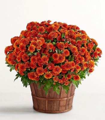 Vibrant Orange Mum Plant for Autumn & Fall Decor