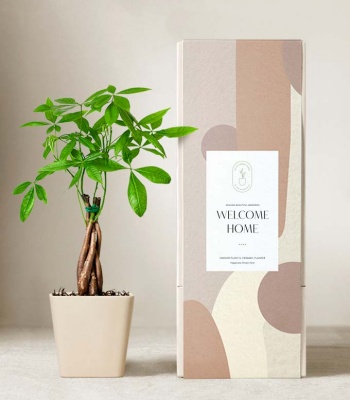 Welcome Home Money Tree