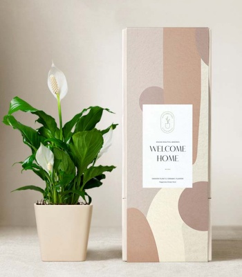 Welcome Home Peace Lily