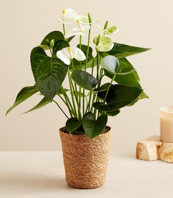 White Anthurium Sympathy Plant