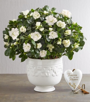 White Azalea for Sympathy