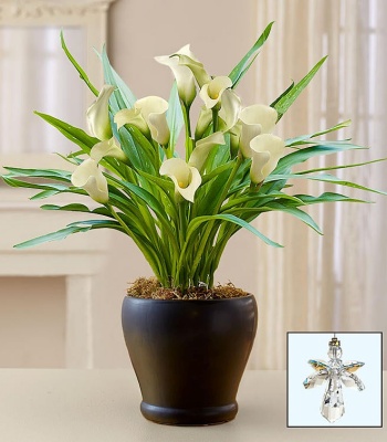 White Calla Lily for Sympathy