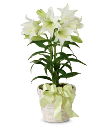 White Easter Lily Plant