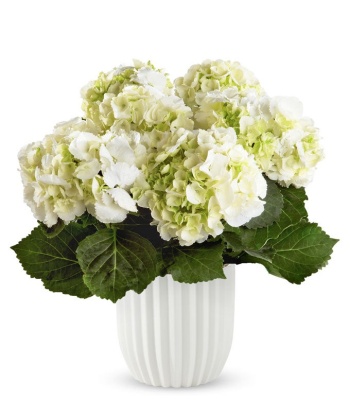 White Hydrangea Plant