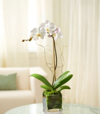 White Phalaenopsis Orchid for Sympathy