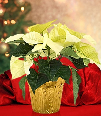 White Poinsettia
