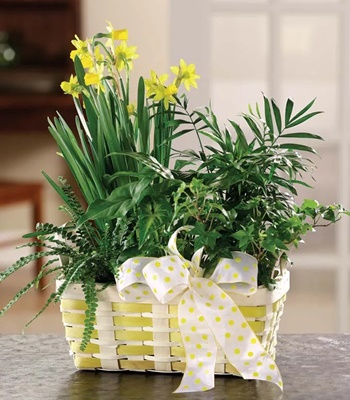 Spring Flower and Plant Basket