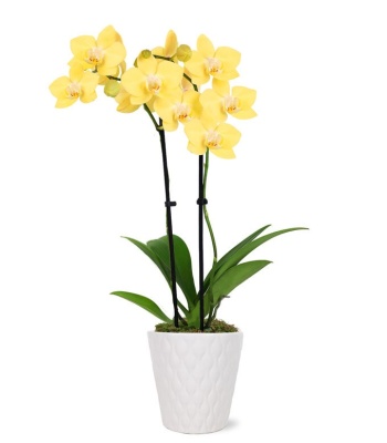 Yellow Orchid Plant