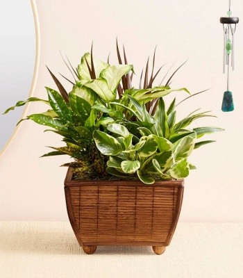 Zen Sympathy Dish Garden