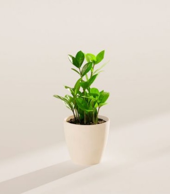 ZZ Plant Indoor Plant