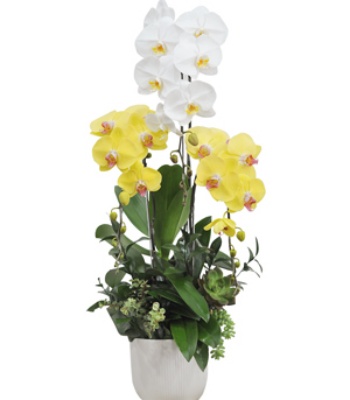 Get well orchid Plant