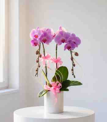 Good Luck Orchid Plant