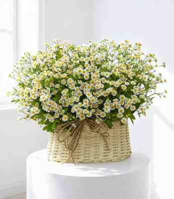 Mini Tana Chrysanthemum