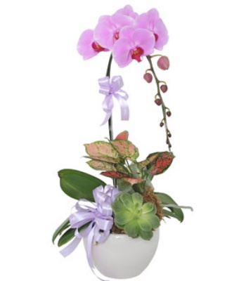 Pink Orchid & Succulent Garden in White Ceramic Pot