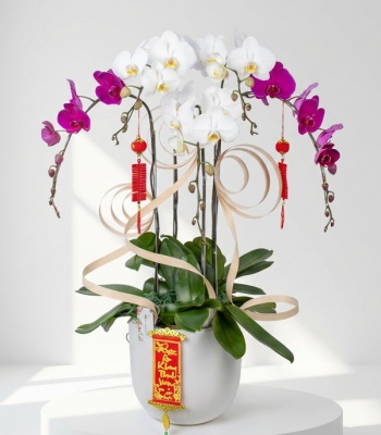White & Purple Orchid Plant Arrangement