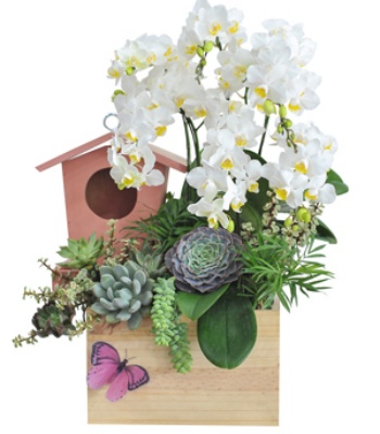 White Phalaenopsis Orchid