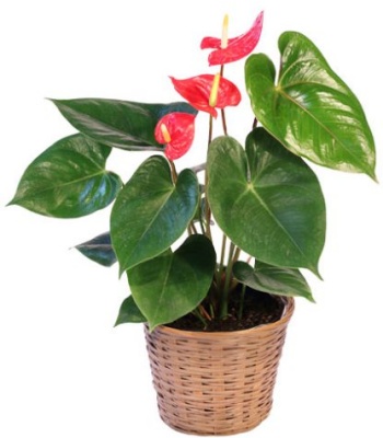 Anthurium Plant