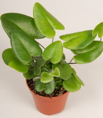 Heart Fern Plant