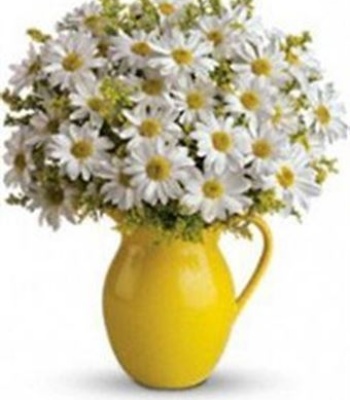 Pitcher of Daisies