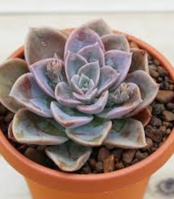 Succulents Plant