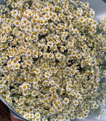 Thinking of you Flower Bouquet